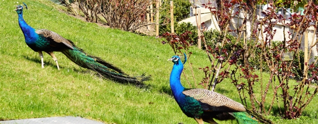 Vogelgrippe erledigt - Stallpflicht für Vögel aufgehoben